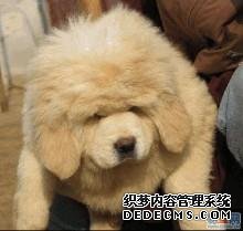空运宝贝 狗狗1