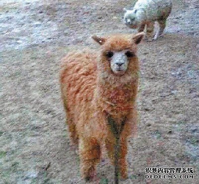 神兽草泥马