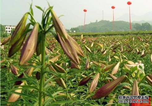 龙山百合