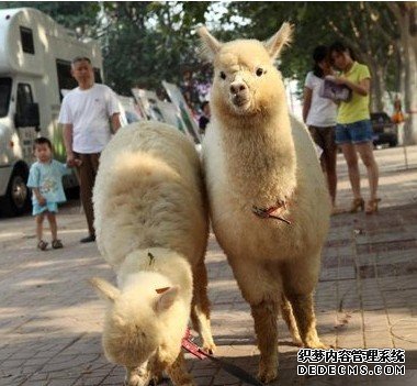 大街遛神兽