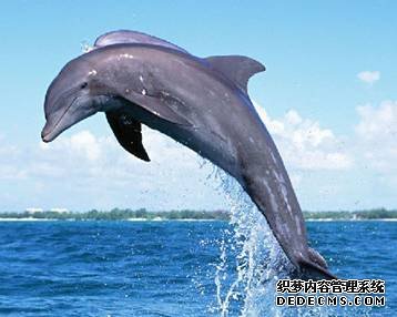 宽吻海豚